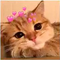 figurinhas gatos com corações