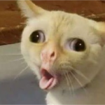 Gatinhos expressivos