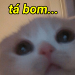GATOS MIMADOS